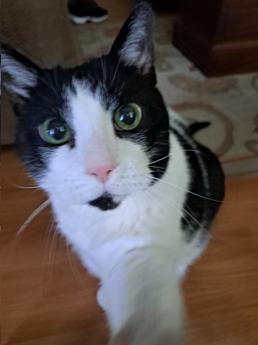 karenderhammer's tweet photo. @SimonsCat My Boy Jackson 💞 https://t.co/O97SB7jJdW
