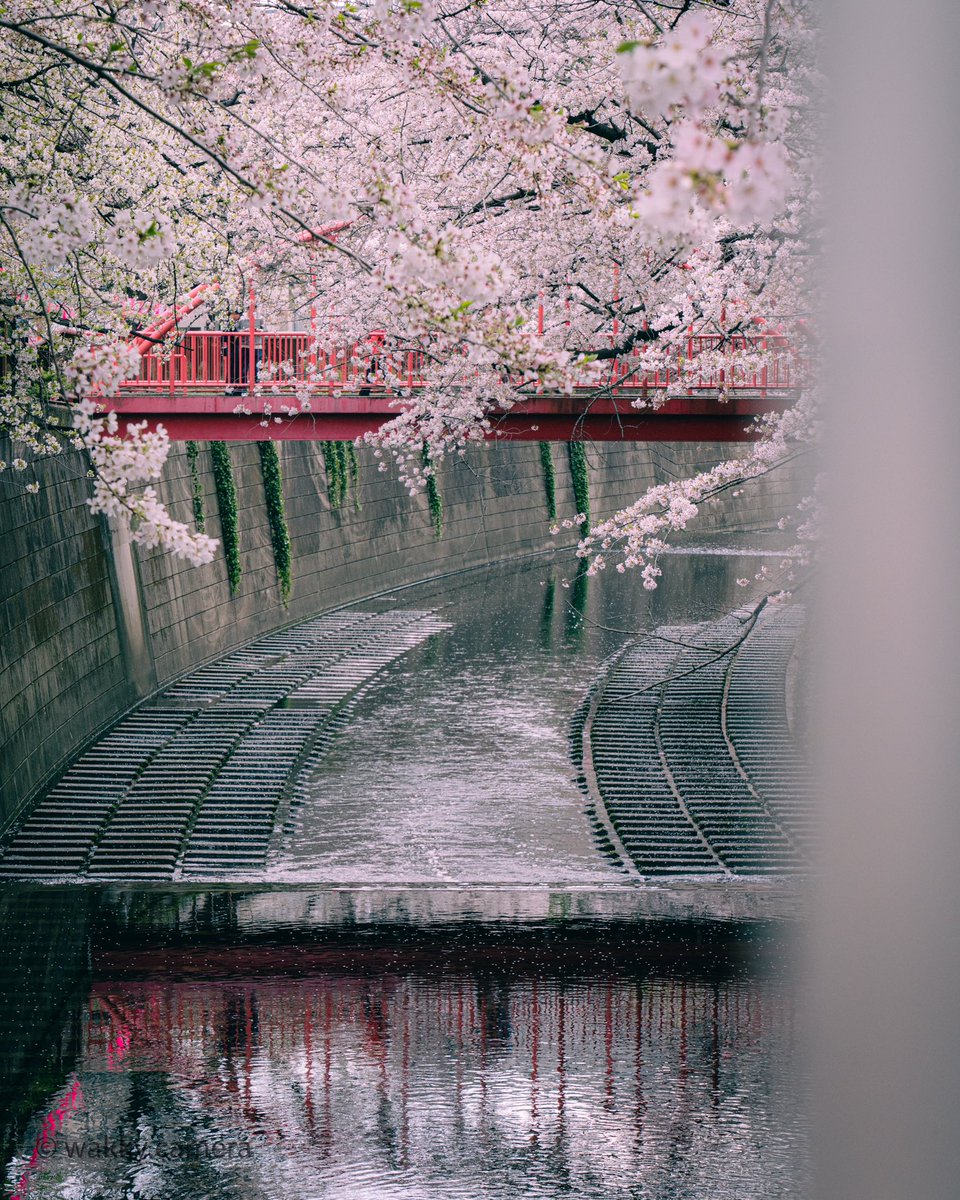 wakky_camera's tweet photo. 目黒川の桜 https://t.co/d0GXapgONb