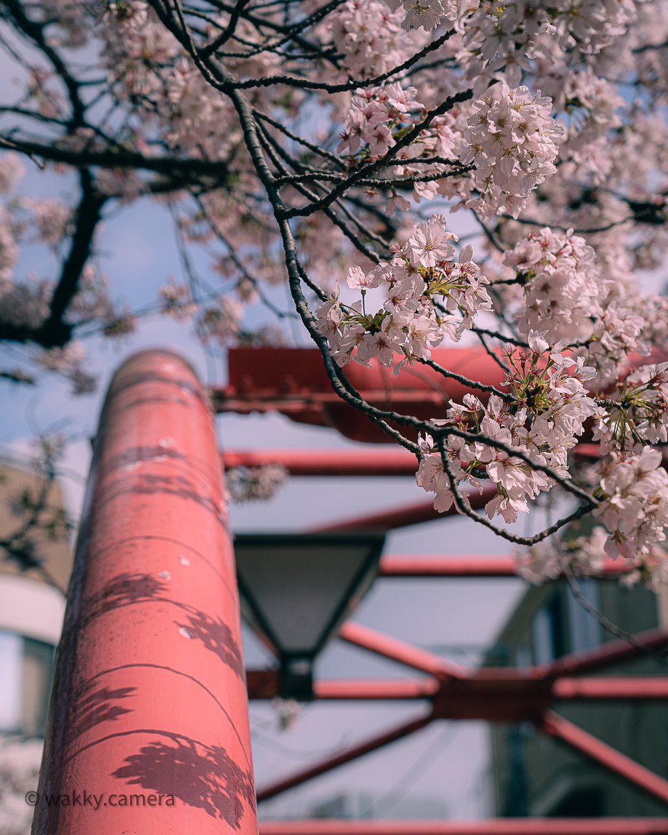 wakky_camera's tweet photo. 目黒川の桜 https://t.co/d0GXapgONb