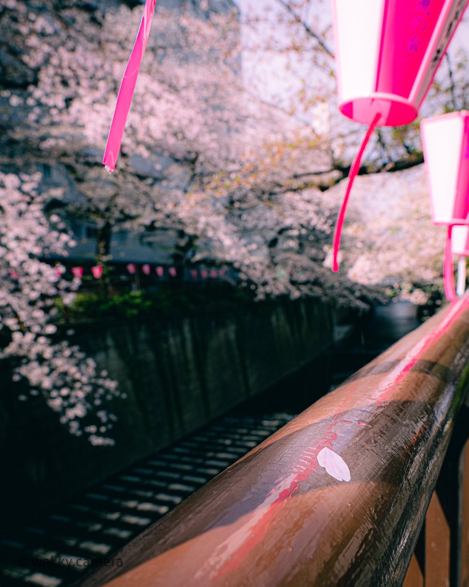 wakky_camera's tweet photo. 目黒川の桜 https://t.co/d0GXapgONb