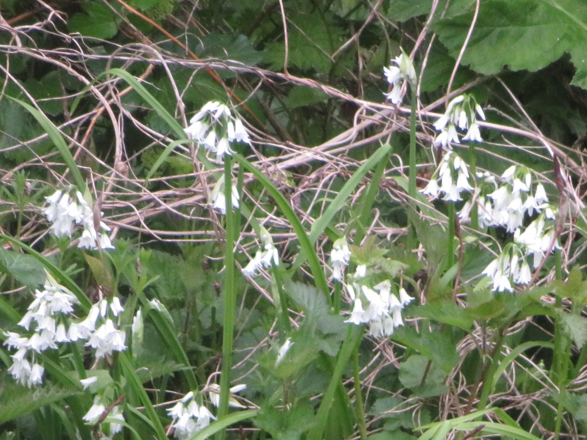 Una Dixon tweet media