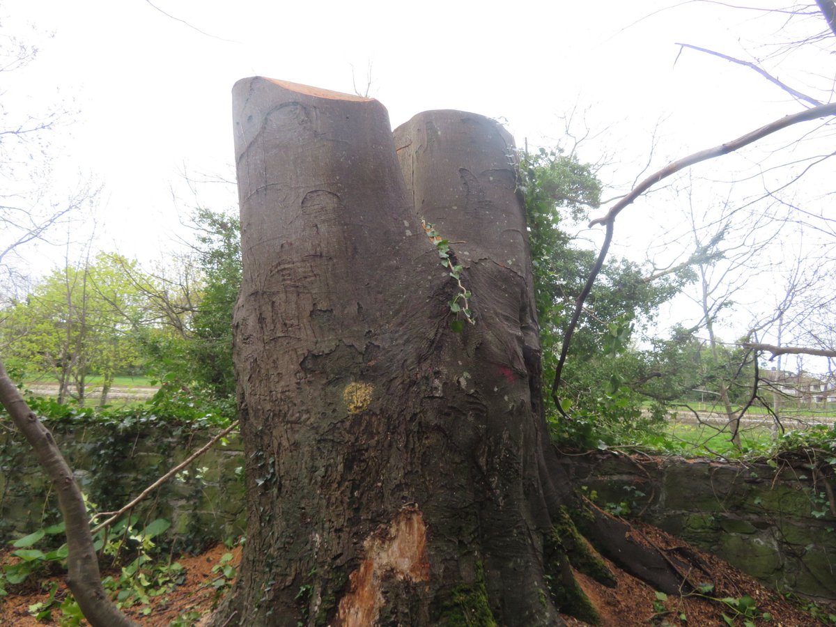 Una Dixon tweet media