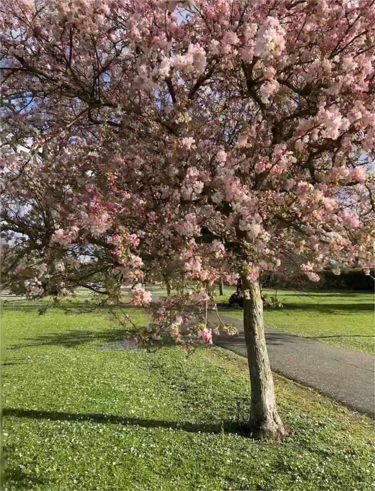 The weather is very good today, I met a park on the way to work, the cherry blossoms are in full bloom very beautifully.