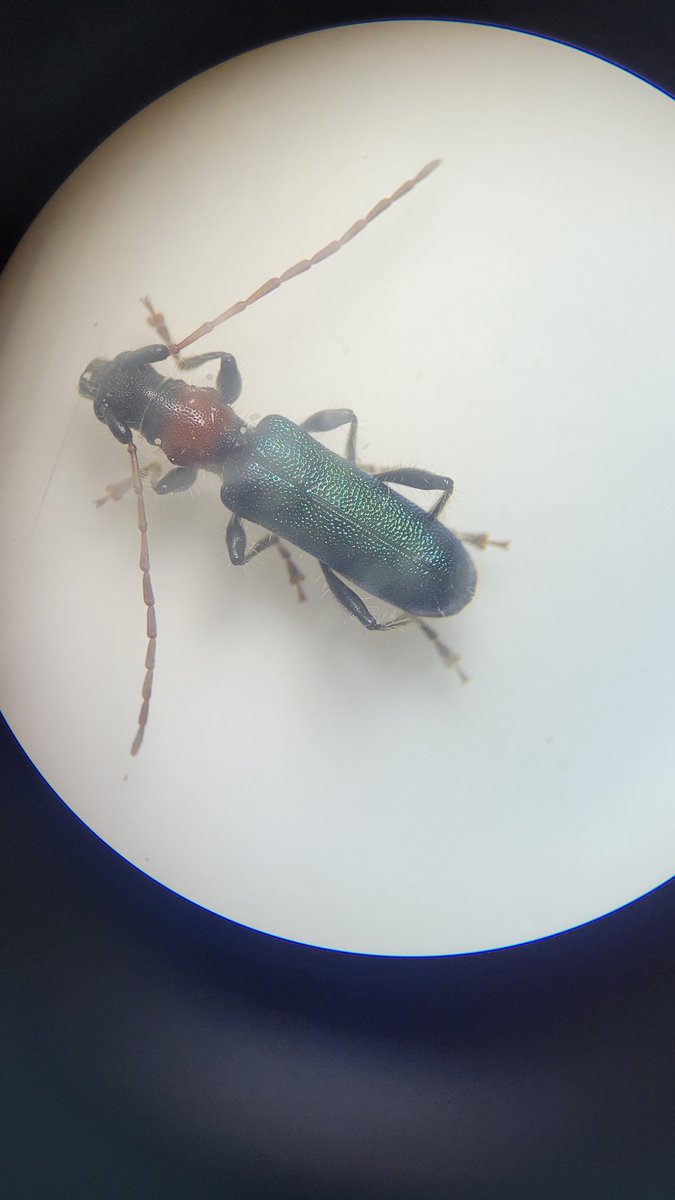 MMateos92's tweet photo. Seminario de #artrópodos con los futuros #maestros del tercer curso del grado de #EducaciónPrimaria. Este grupo ha encontrado arácnidos e insectos muy curiosos. 
@CostilloEmilio https://t.co/PPb7SAnWpd