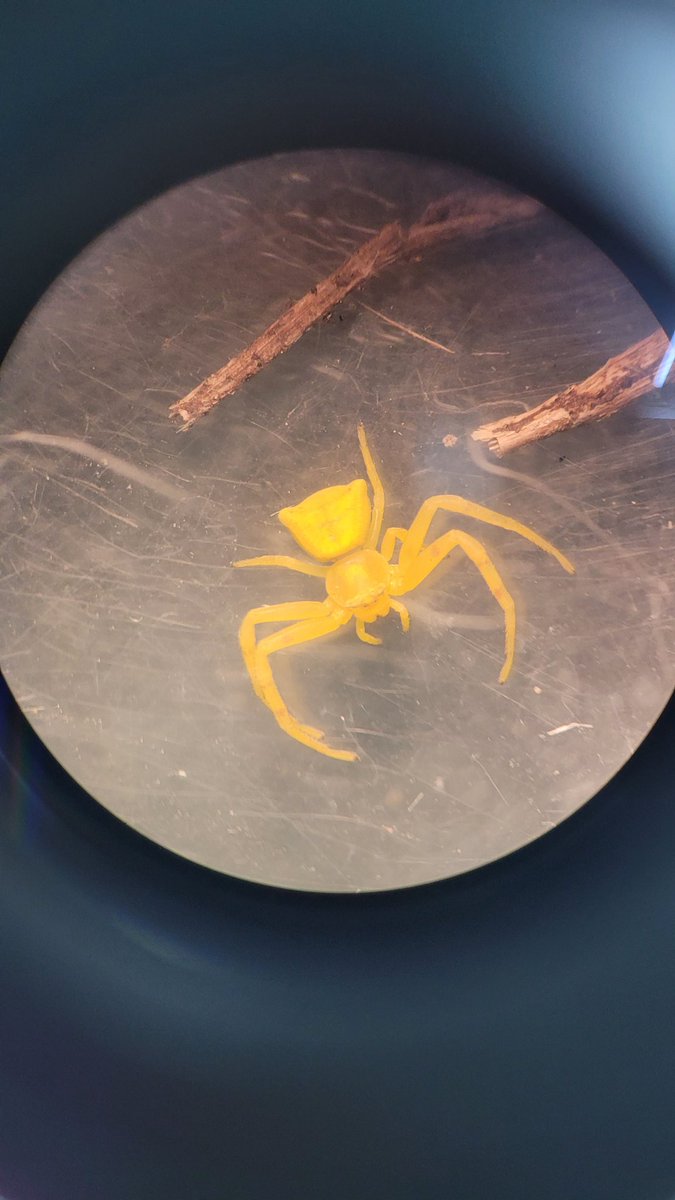 MMateos92's tweet photo. Seminario de #artrópodos con los futuros #maestros del tercer curso del grado de #EducaciónPrimaria. Este grupo ha encontrado arácnidos e insectos muy curiosos. 
@CostilloEmilio https://t.co/PPb7SAnWpd