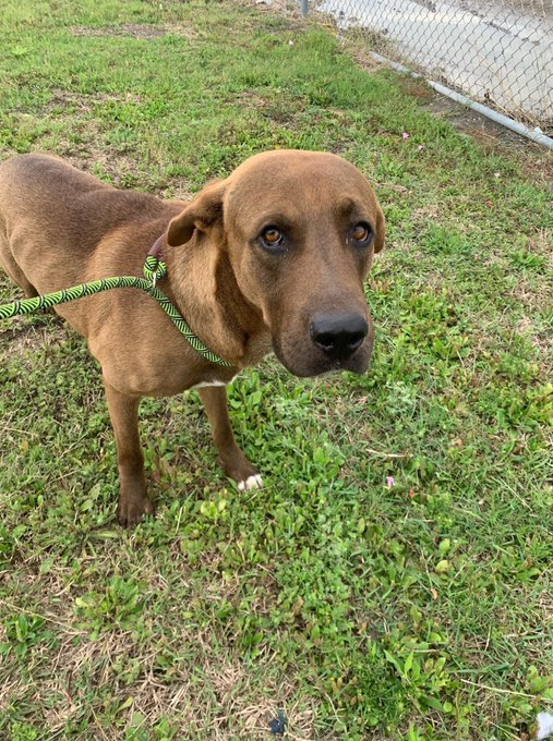 psychicwhisper3's tweet photo. 💔🐾BROWNIE😖Needs 🏥#MedResQ
Please #Pledge For His #Medical Care
😢Before #CorpusChristiTX👹Go Ahead
With Their Plan To Kill💔4/13 Noon💔
🦵Injury Fractured Rear Limb/Lame
😟Puncture Wound On Right Thigh
🆔#A354369 Pls #Pledge #ResQ #Foster
🛟 #SaveBrownie INFO⬇️Sweet Boy https://t.co/JMdtv9k6aC