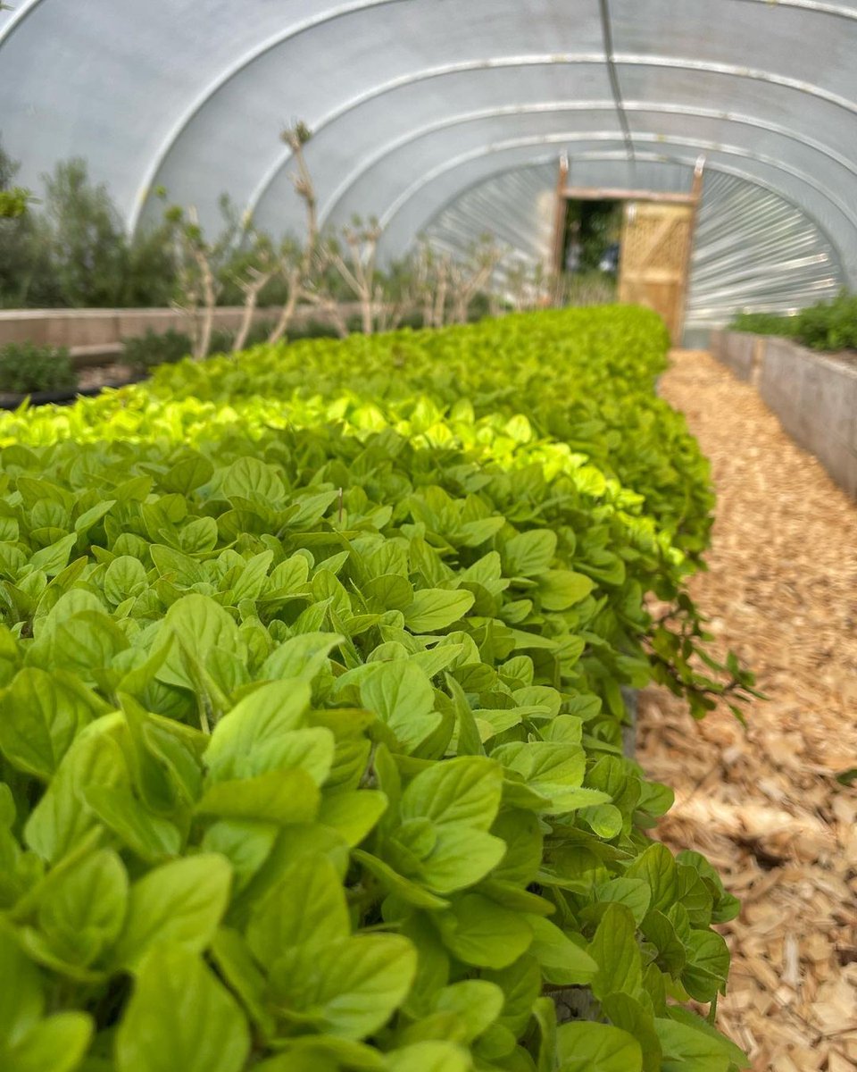 TheLodgeAshford's tweet photo. Keeping it local, seasonal and sustainable at #TheLodgeAC 🌱

Plenty of seasonal produce is currently growing in our polytunnels, including Rosemary, Rocket, Spinach, Raspberry, and Asparagus!

#HowWeTreadRight #BeyondGreen #AshfordEstate  #RedCarnationHotels https://t.co/gyxyfFQPmB