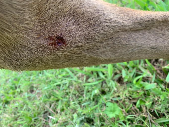 psychicwhisper3's tweet photo. 💔🐾BROWNIE😖Needs 🏥#MedResQ
Please #Pledge For His #Medical Care
😢Before #CorpusChristiTX👹Go Ahead
With Their Plan To Kill💔4/13 Noon💔
🦵Injury Fractured Rear Limb/Lame
😟Puncture Wound On Right Thigh
🆔#A354369 Pls #Pledge #ResQ #Foster
🛟 #SaveBrownie INFO⬇️Sweet Boy https://t.co/JMdtv9k6aC