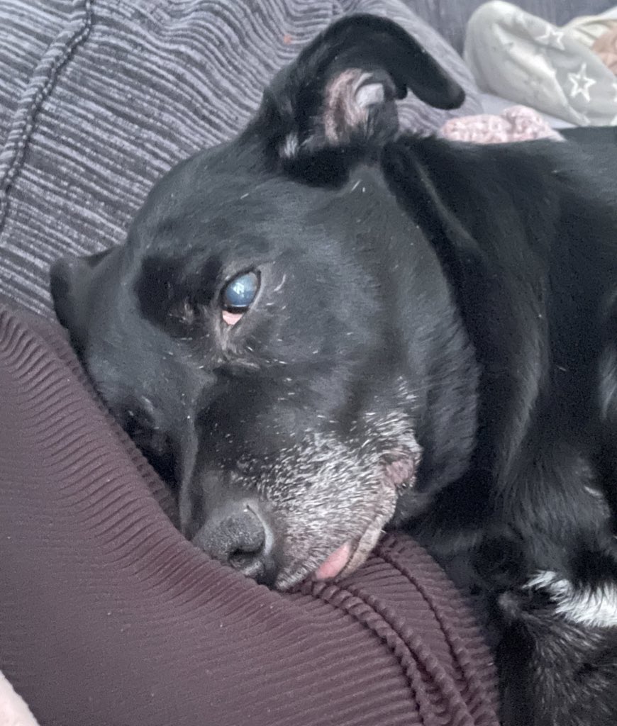 Year3withMrsT's tweet photo. @SwanBrandUK #swangiveaway 🐶 https://t.co/IEnsdHfo0x