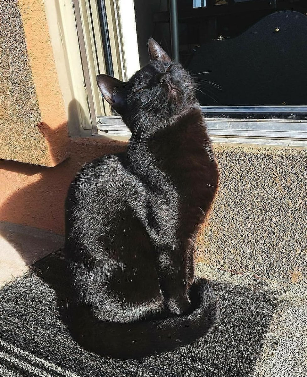 WeAssessCats's tweet photo. https://t.co/gVqr8IoVxA