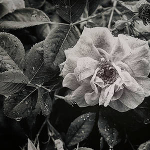 HossainNilofar's tweet photo. “A nothing
we were, are, shall
remain, flowering:
the nothing--, the
no one's rose.”

― Paul Celan

Sue Capuano
Dewy Antique Rose https://t.co/u1pn8qc5em