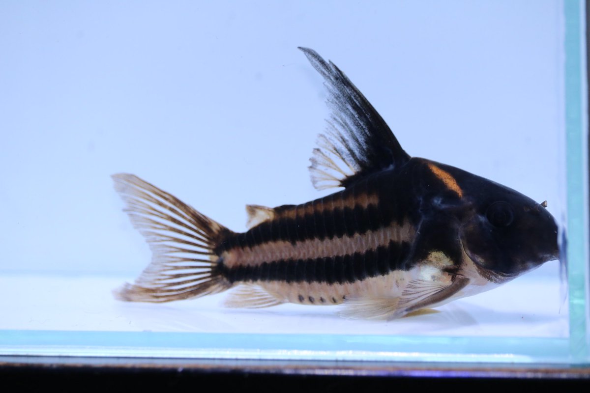 Tempa_rium_'s tweet photo. スーパラ✨
コレはヤバいでしょ😍
#コリドラス
#corydoras
#アクアリウム https://t.co/dXv5I0B1ut