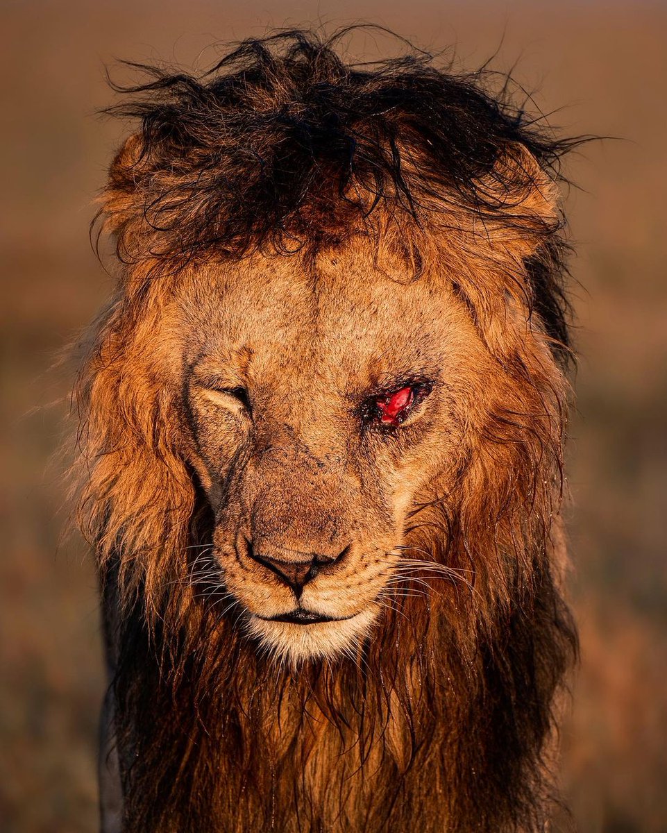 dustabsolut's tweet photo. Looks like the Jungle King didn't have a good time during the last hunt! #huntgonewrong #dustabsolutsafaris #nature #Safari #Tours https://t.co/4u8Y50nuQe