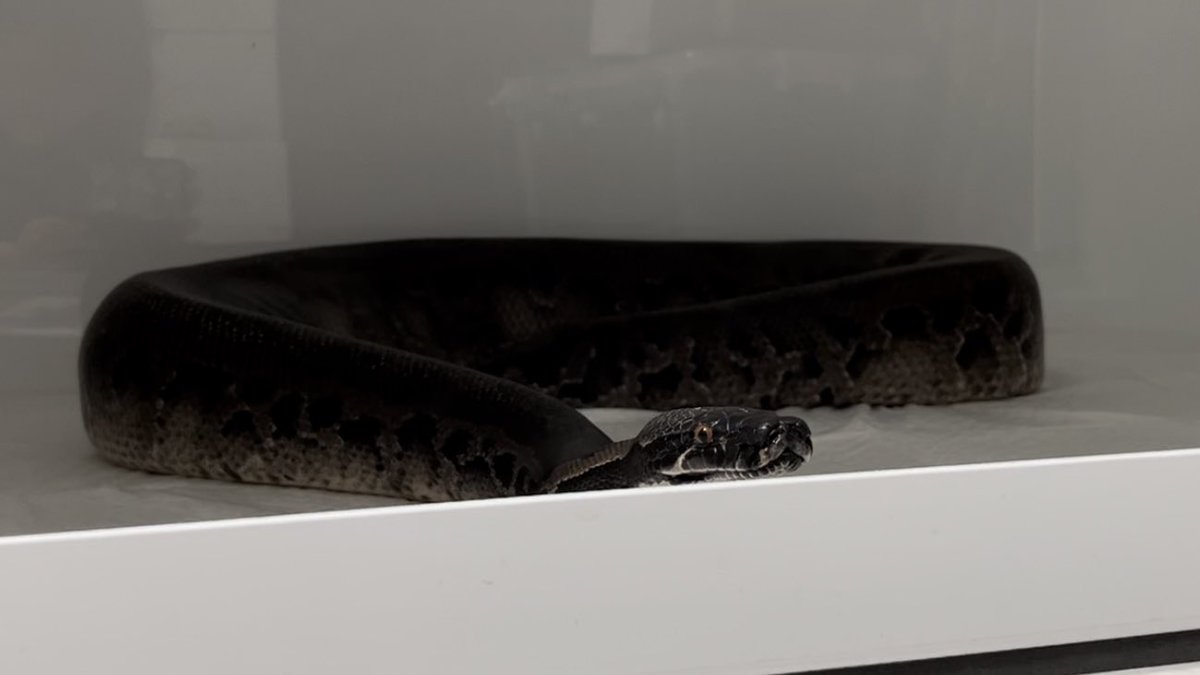 nyoroyuki_ch's tweet image. 水換え待ちブラッドパイソン
#ブラッドパイソン #bloodpython