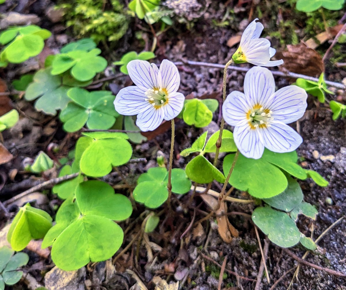 Shropshire Botany tweet media