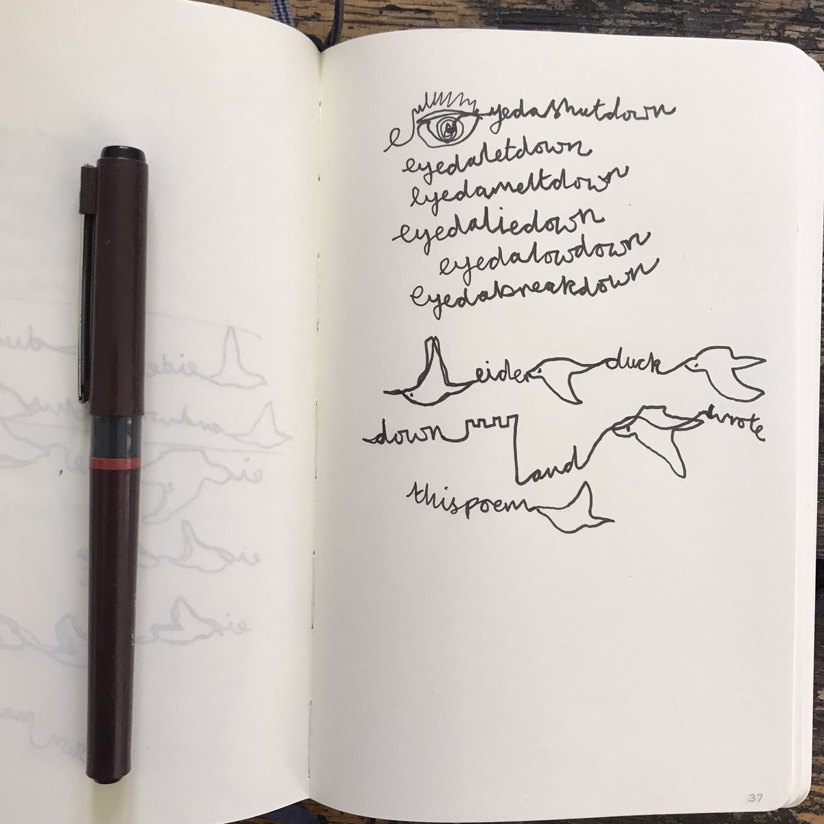 eider eyeda cuddy duck #annualleavewellspent #eiderwrotethispoem