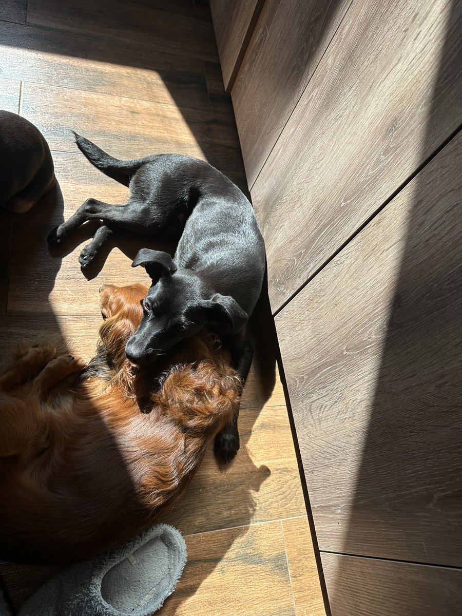pretty_netizen's tweet photo. @dogsunderhood Мы прошлым летом подобрали щенка в Грузии, по-моему, это астральный близнец Спуна 😅 https://t.co/zHyG0O2N0S
