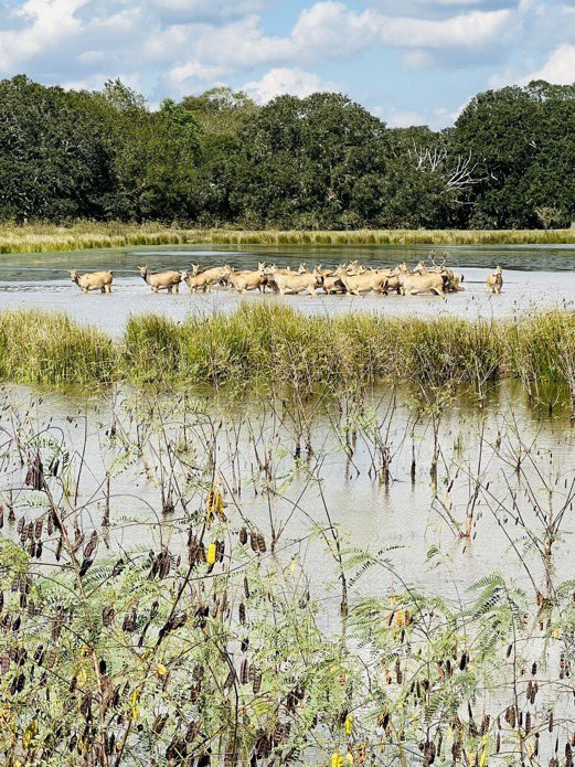 SMB_Attorney's tweet photo. In the DMs. This is neat! 

Ranch (Houston, TX)                           

Off-market - $2.9M

105 Acres 
6 bedroom Barndominium 
2 bedroom brick home (on-site ranch manager)

Exotics include
100+ Axis/Fallow/Blackbuck/Highland.. 

1 hr from office in downtown HTX. https://t.co/2QXEi2u3Uc