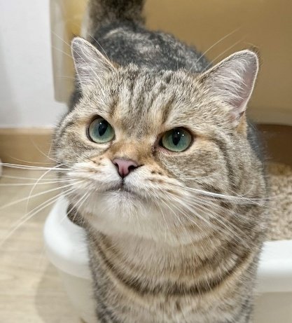 แง้วโน๊ะ🐾อย่าตีกันเลยแม่ขอร้อง😡 tweet media