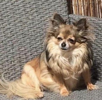 millypod1's tweet photo. 🆘3 APR 2023 #STILLMISSING #STOLEN??
#Lost LOLA #ScanMe OLDER Tan Chihuahua Female She was startled by cyclist at her home &amp; escaped through back gate. 
Westbourne Avenue #Bensham #Gateshead #NE8 https://t.co/lClpnCjAXn https://t.co/dhJRzKyMsI