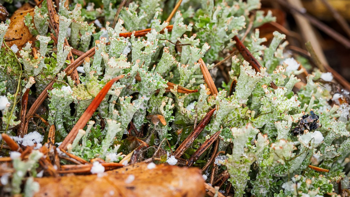 This is a photo of a member of the Pixie Cup group (128 North American species) of #lichen. Without chemical testing believe this is Cladonia phyllophora or Felt Cladonia (Brodo et al 2001).