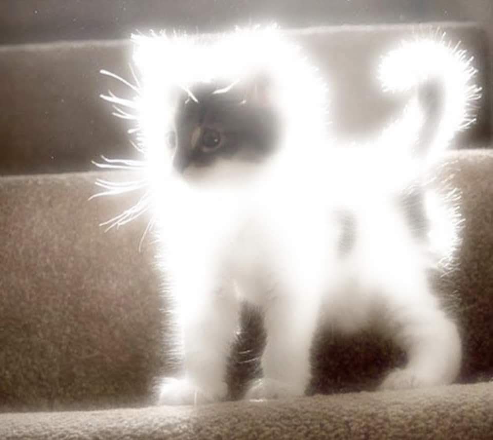 CatDaddyBoo's tweet image. Now accepting applications for a new religion. This is our deity. Serious inquiries only