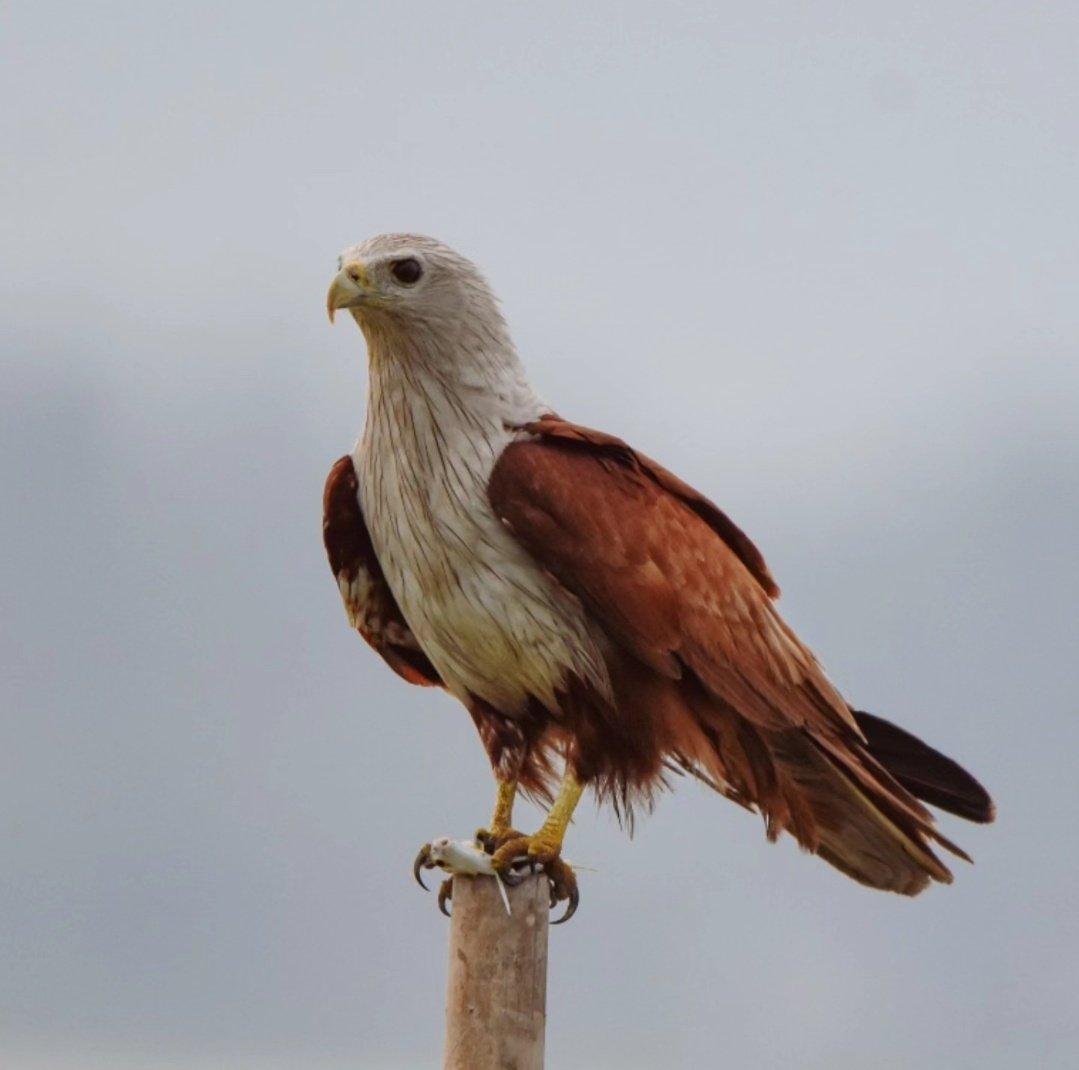 Somreetb's tweet photo. Brahminy Kite with kill

#IndiAvesWeek
@indiaves #birdwatching #bird #indiaves #BirdsSeenIn2023
@Britnatureguide @OdishaTourism https://t.co/LVdCiqr0iE