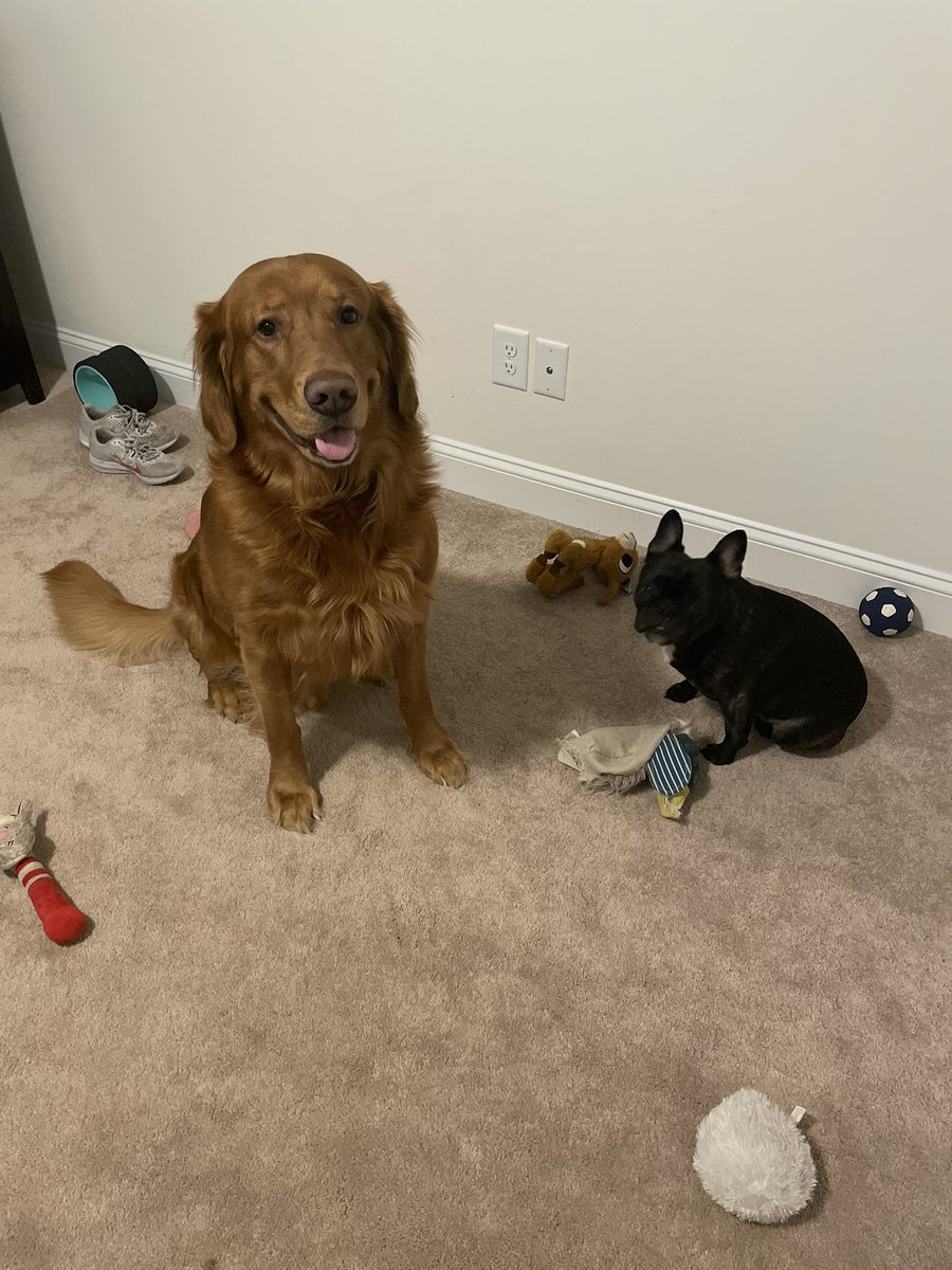 Happy National Pet Day! 

Dexter and Noah are best friends! 
But it’s always the small ones that cause the most havoc! 🤪

#MASPets
#MakeItMatter