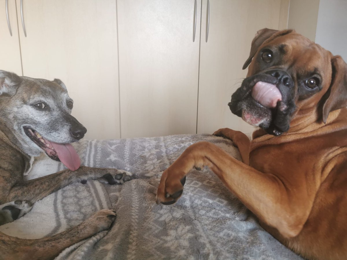 Did I miss #toungeouttuesday?
#DogsofTwittter #boxerdog