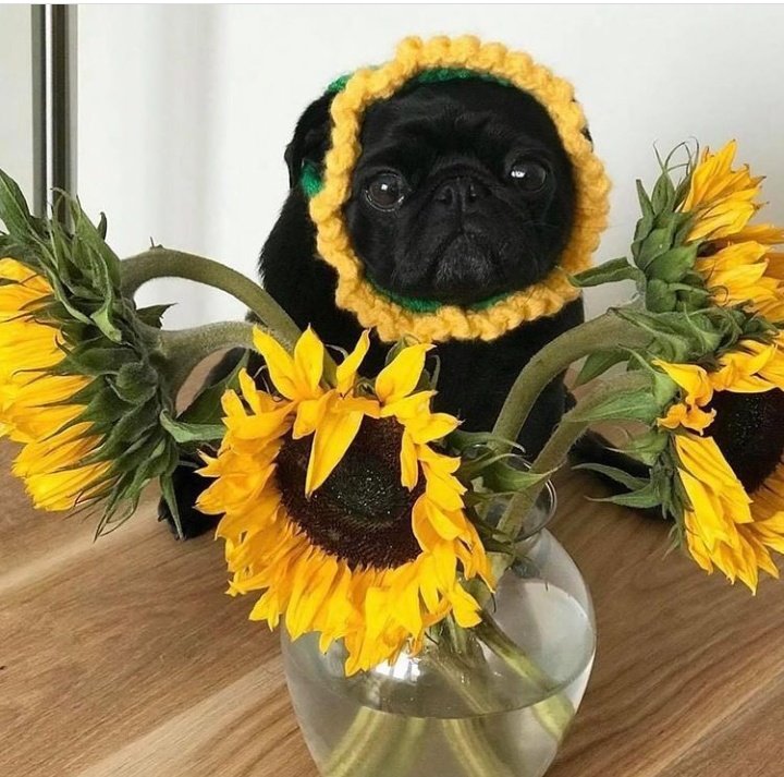 twaniimals's tweet photo. https://t.co/t98eZF24OM