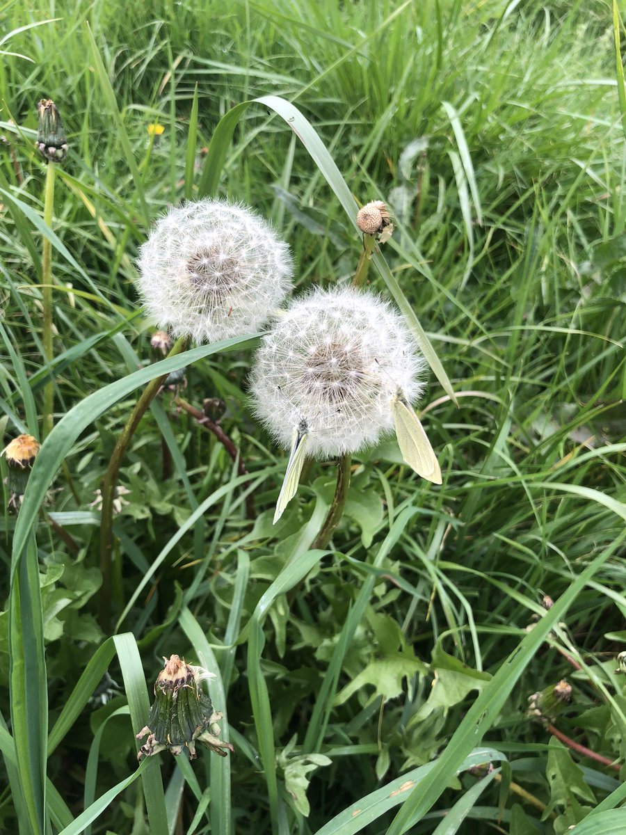 Lorine_agri's tweet photo. Un dernier tour de clôture avant de lâcher un lot de génisses demain.
Au passage, un petit bouquet de fleurs printanières, et une pensée pour @Les_Elles_Terre.
Regarde Laulau, des Pfffffffs avec des papillons dessus. 🤩 https://t.co/vot9huQnub