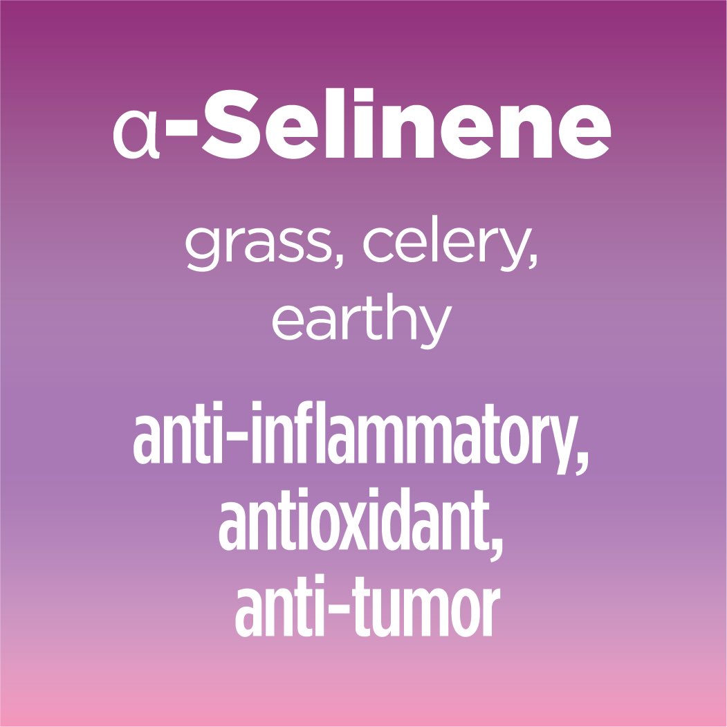 Also found in celery seeds, a-selinene has analgesic, antifungal, and antioxidant effects. #terptuesday