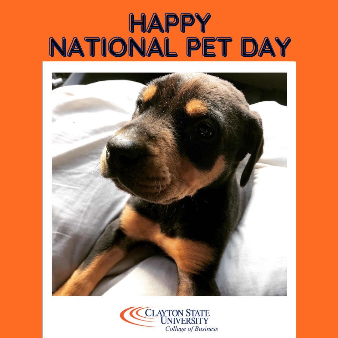 Happy #NationalPetDay! Just for fun - show us your favorite pics of your 4-legged friends - Bonus Points if they're wearing orange and blue!  😁