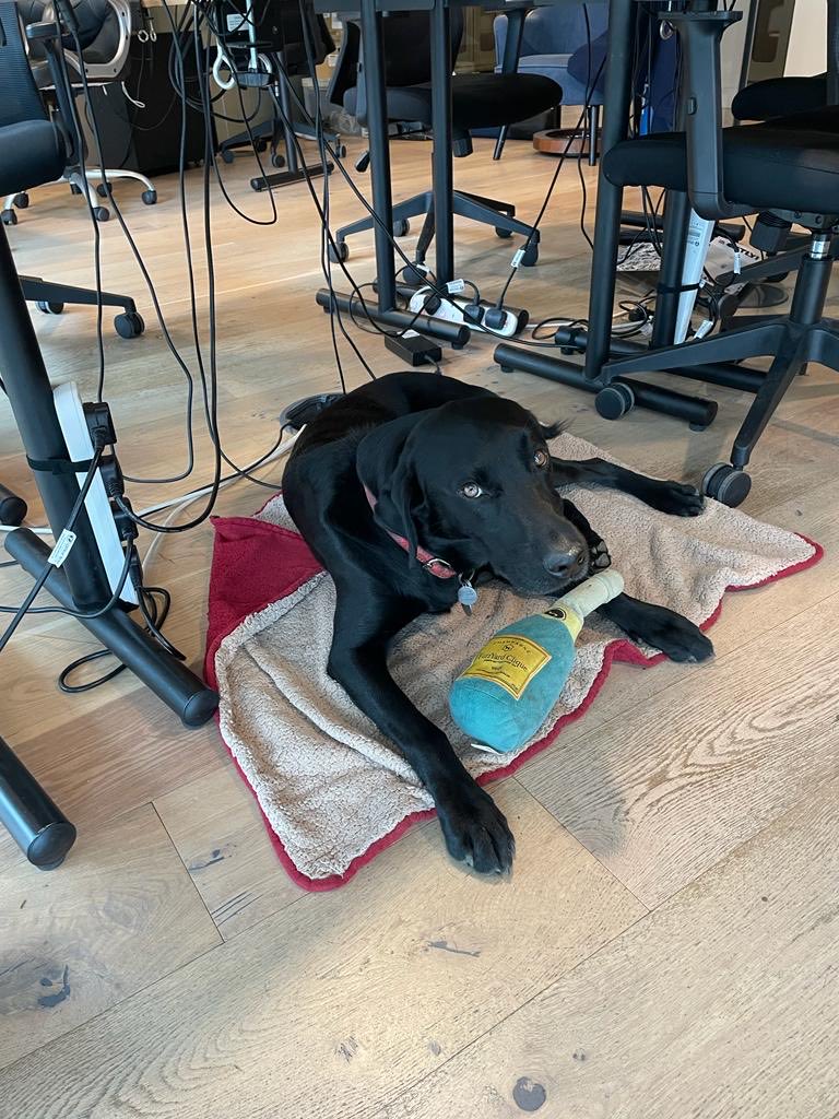StuartWilsonRPI's tweet image. Back to London today but they didn’t let me in the bar due to my owner so I had to drink in the office - and clearly overdid it! All in a day’s work for #labradorrecruitment ⁦@RPInsight⁩ ⁦@themcggrp⁩