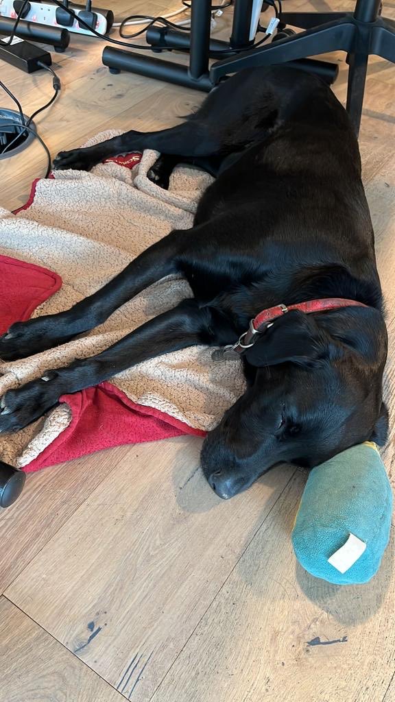 StuartWilsonRPI's tweet image. Back to London today but they didn’t let me in the bar due to my owner so I had to drink in the office - and clearly overdid it! All in a day’s work for #labradorrecruitment ⁦@RPInsight⁩ ⁦@themcggrp⁩