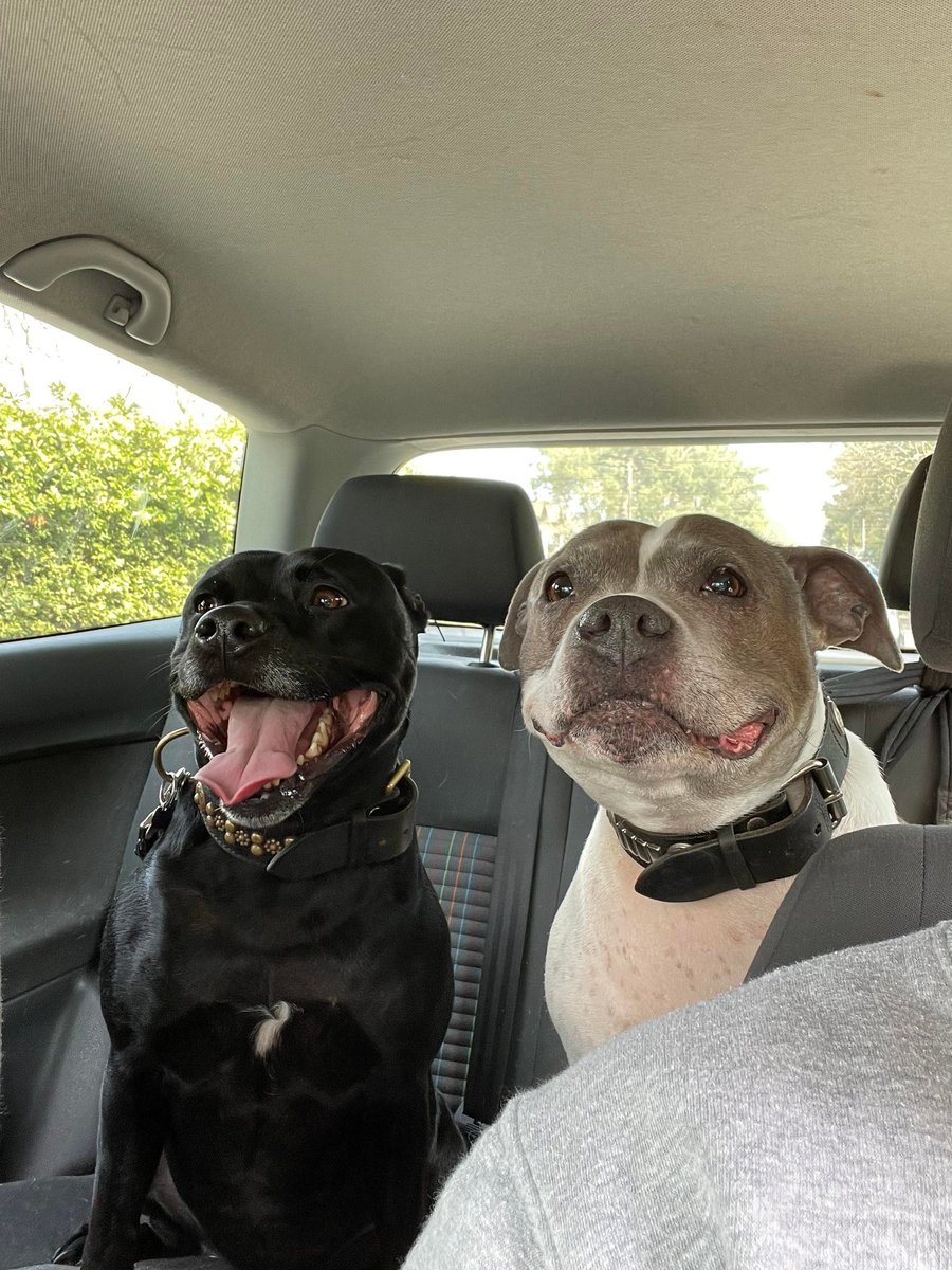 💜🐾 It's National Pet Day today and as we all know dogs are mans best friend! Smiling Staffies and bona fide members of Team SSR,Kayla and Kodie want to see photos of all your dogs too,whatever the breed!🐾💜 #NationalPetDay #NationalPetDay2023 #teamSSR