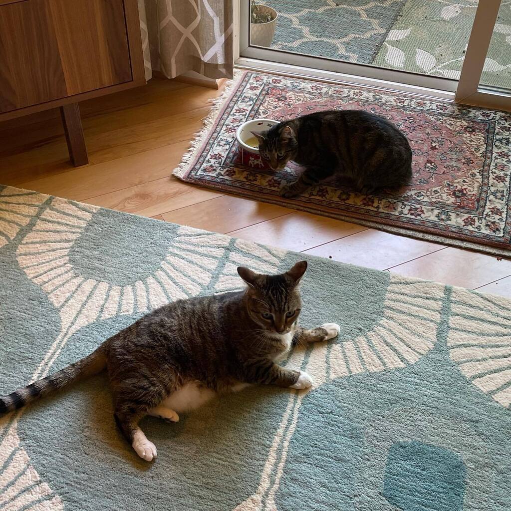 tinabgibby's tweet photo. Beans is bogarting the bowl of catnip tea. #catsofinstagram #nachokitty #beansthecat https://t.co/knSiCDoOHT https://t.co/KL0lKYYqWE