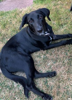 millypod1's tweet photo. HOME SAFE. THANKS FOR RT's πππΎ
π8 APR 2023 #Lost #ScanMeBlack/White Chest markings Labrador Cross Female
Sampford Courtenay, North #Okehampton #Devon #EX20
https://t.co/EW0x3yniQV https://t.co/WT1PHbDaTu