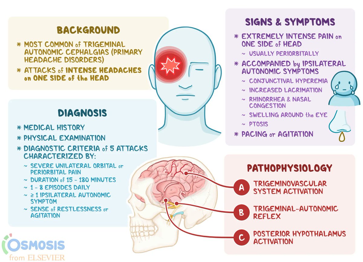 chrost_hugo's tweet photo. Cluster headaches are a primary headache disorder that are characterized by attacks of intense headaches on one side of the head.

Source: Elsevier

#MedTwitter https://t.co/RHBWIp0KDG