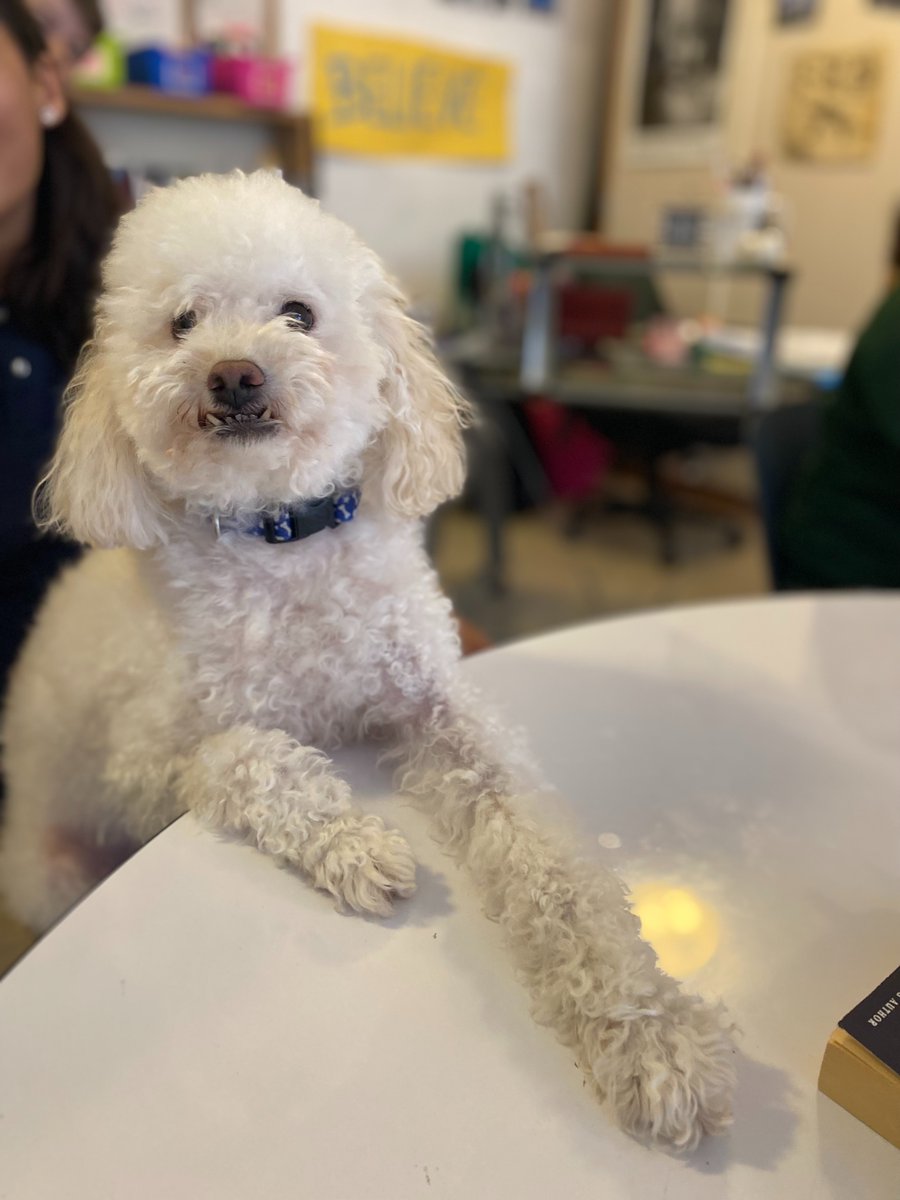 MultistoryPR's tweet photo. 🐾 Happy #NationalPetDay from all of us at Multistory Media! 🎉 As a team of #petlovers, we are celebrating the joy and happiness our furry friends bring to our lives! 🐶🐱

⭐️ Alli's dog Maya
⭐️ Cooper's dog Pippa
⭐️ Cooper's hedgehog Henry ft. Danielle
⭐️ Arden's dog Murray https://t.co/6Kj0YQR89B