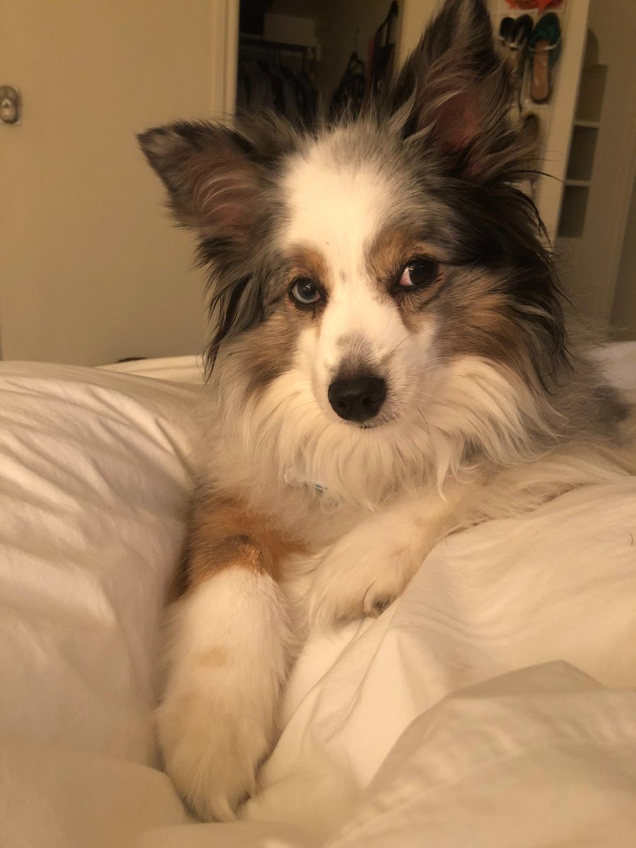 MultistoryPR's tweet photo. 🐾 Happy #NationalPetDay from all of us at Multistory Media! 🎉 As a team of #petlovers, we are celebrating the joy and happiness our furry friends bring to our lives! 🐶🐱

⭐️ Alli's dog Maya
⭐️ Cooper's dog Pippa
⭐️ Cooper's hedgehog Henry ft. Danielle
⭐️ Arden's dog Murray https://t.co/6Kj0YQR89B
