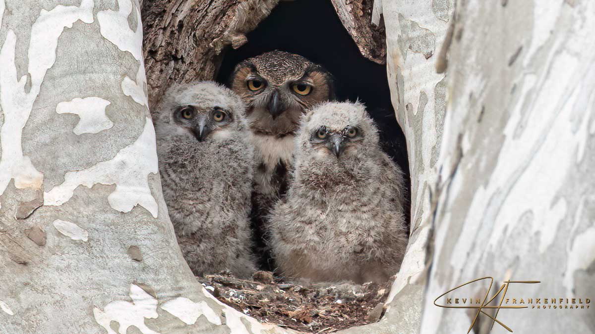 #greathornedowl #owls #raptors #birdphotography #birdsofprey #naturephotography