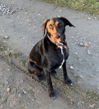 millypod1's tweet photo. HOME SAFE. THANKS FOR RT's πππΎ
π8 APR 2023 #Lost #ScanMeBlack/White Chest markings Labrador Cross Female
Sampford Courtenay, North #Okehampton #Devon #EX20
https://t.co/EW0x3yniQV https://t.co/WT1PHbDaTu