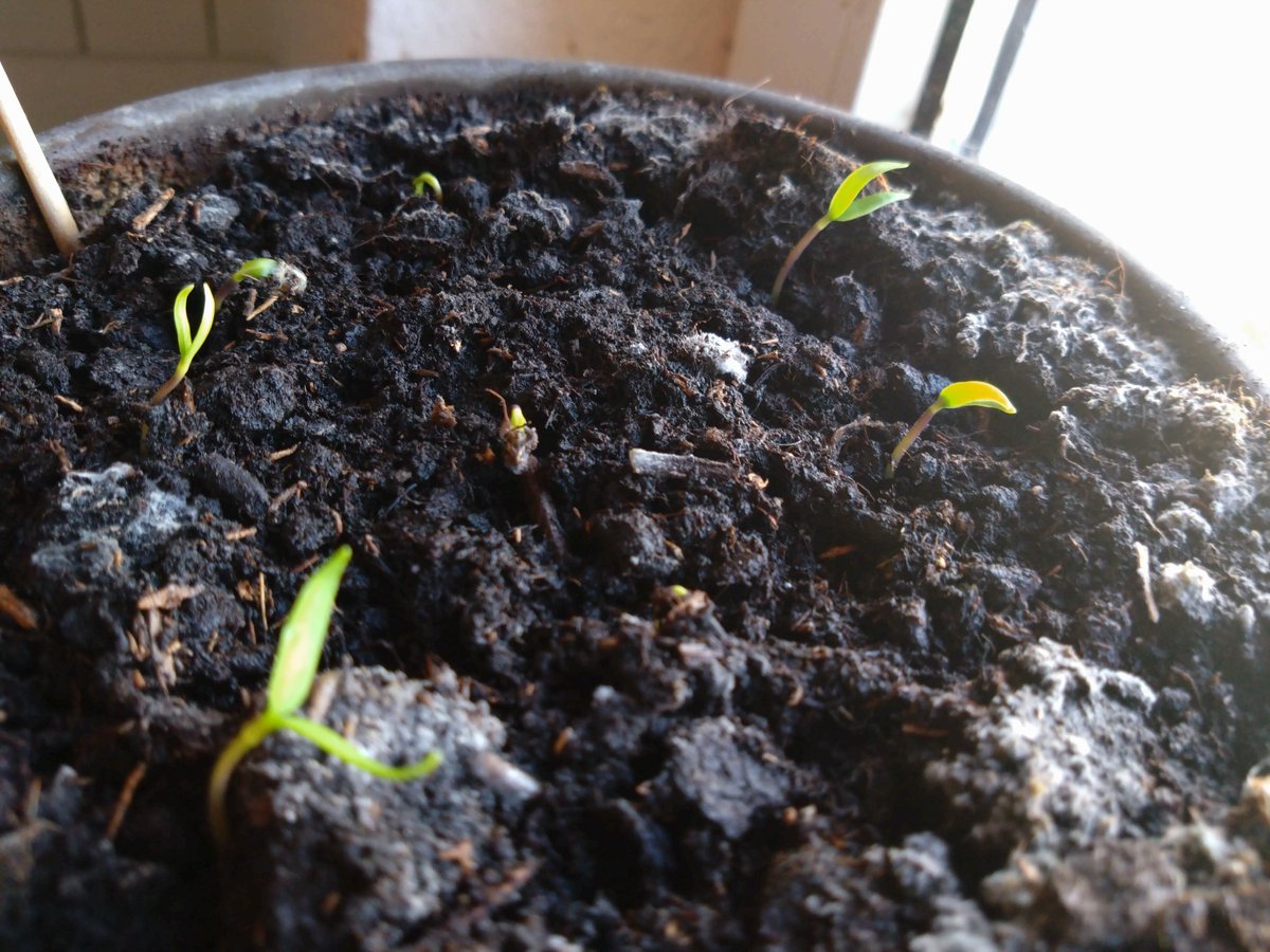 andreas_spr's tweet photo. Wer Interesse an Paprikapflanzen für Garten und/oder Balkon hat, darf sich gerne bei mir melden.
#plantcontent https://t.co/F2zKZ80803