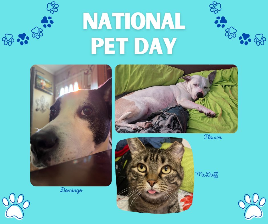 It's National Pet Day! Meet some of the beloved animals of the Ray Rico Freelance team. 🐾💙

#SupportLocalCreativity #Memphis #RayRicoFreelance #NationalPetDay