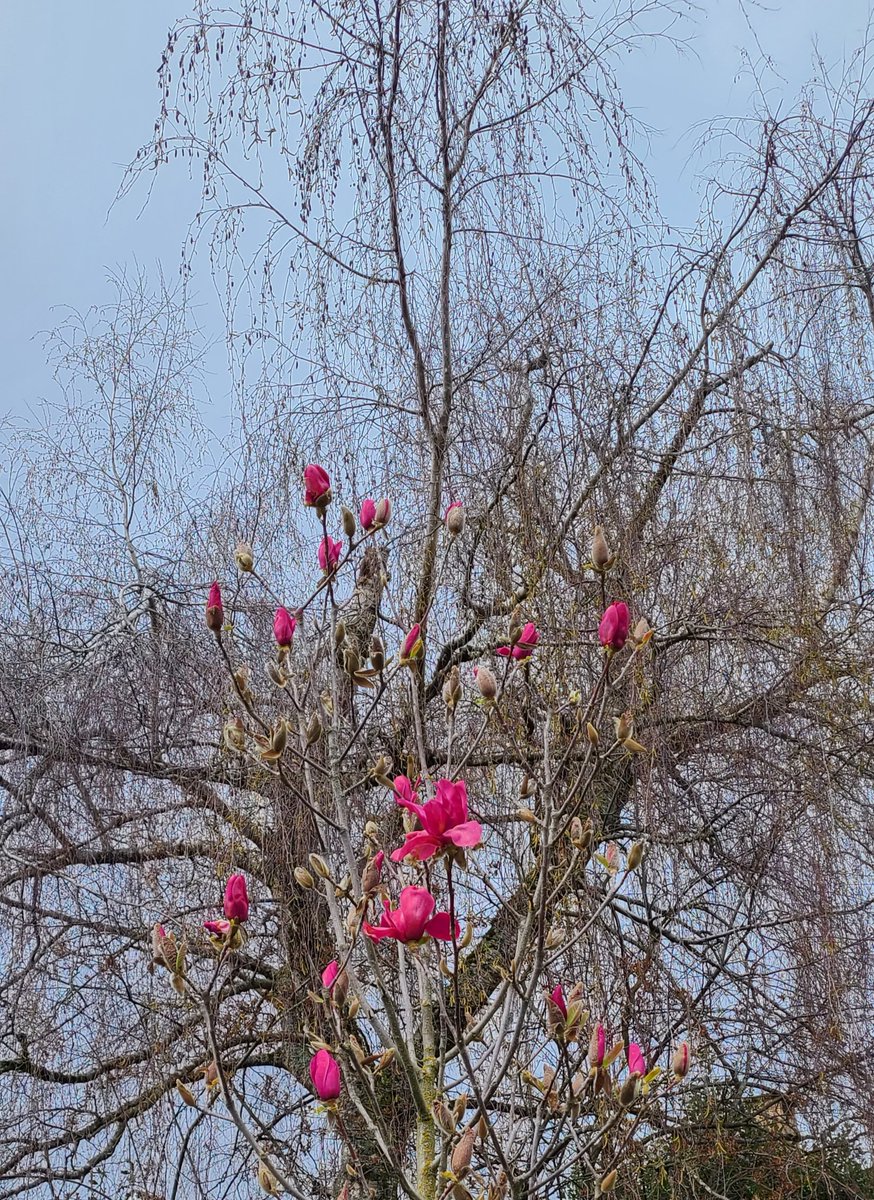 howyougo's tweet photo. Good morning Tuesday! 
#AprilShowers #AftertheRain #bcstorm #Tuesday #Vancouver #bike #flowers #springisblooming #StormHour #April #Westcoast #ShareYourWeather https://t.co/pSUbkK19Ss