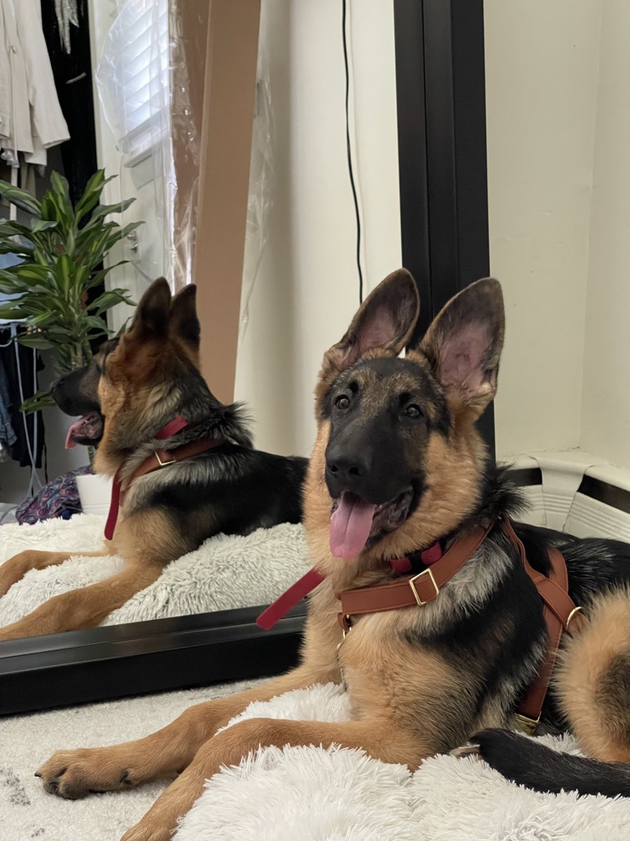 Today is #NationalPetDay! This is a good day to remember to make sure your pets are part of your emergency plan! 

Here's a thread of pet preparedness tips and our prepared little fur babies. Feel free to drop pictures of yours below! 🐾