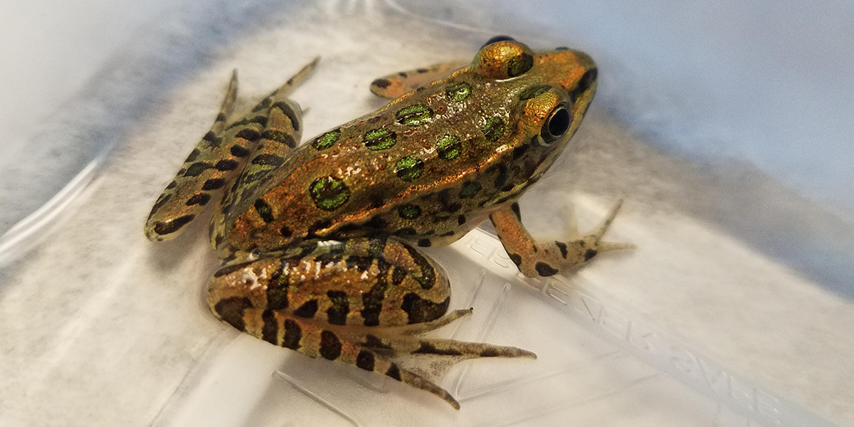 Researchers across the eastern United States (including #Vermont) found simulated drought has developmental disadvantages, and even increased mortality, in #frogs 

Read the story 🐸

econewsvt.org/news/how-to-su…

#amphibian #drought #newresearch #climatechange #STEM @AemiliaAula