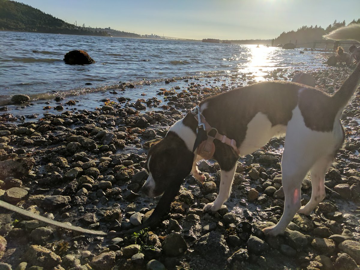 #nationalpetday my dog Huli (a beagle/boston terrier mix)