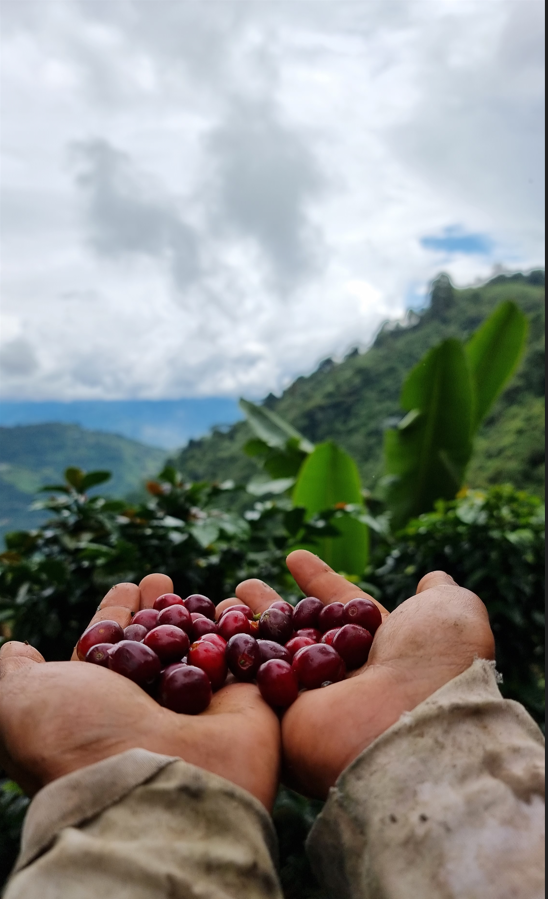 Cafelasmargari1's tweet photo. Quien no relaciona esta foto con el café? debería  analizar si tu cultura cafetera es autentica.
#café #apoyoalcampo #apoyofincaslocales #coffeelover #amatedelcafe #cafeético #culturacafetera https://t.co/9VMhEqSjLY